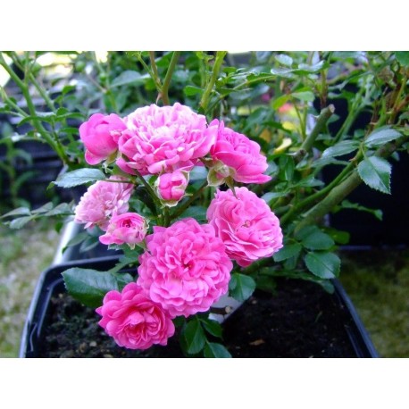 Rosa 'Pépita' – Rosaceae - Rosier
