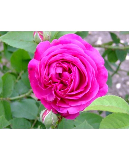 Rosa 'Géhénot' - Rosaceae - Rosier