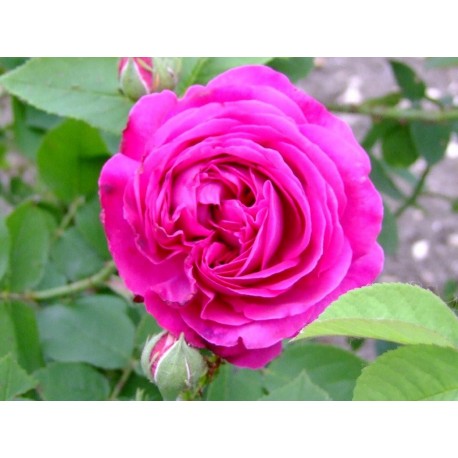 Rosa 'Géhénot' - Rosaceae - Rosier