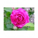 Rosa 'Géhénot' - Rosaceae - Rosier