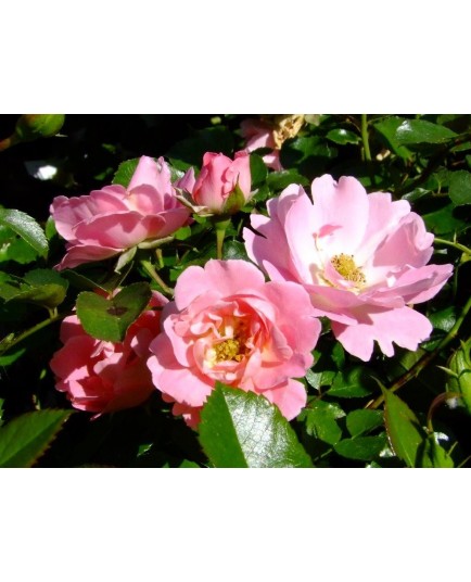 Rosa 'Vent d'étè' - Rosaceae - Rosier