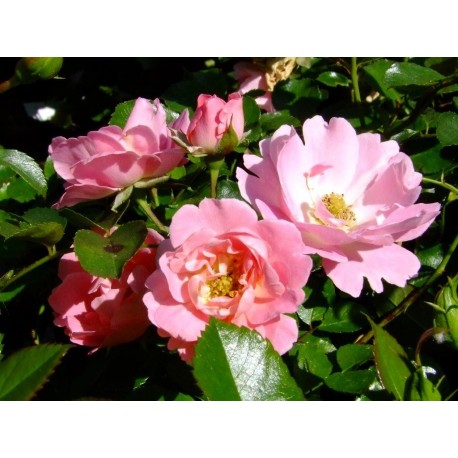 Rosa 'Vent d'étè' - Rosaceae - Rosier