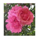 Rosa 'Neige Rose' - Rosaceae - Rosier