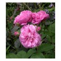 Rosa 'Rose Chou' - Rosaceae - Rosier