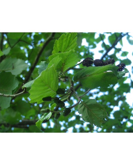 Alnus glutinosa - Aulne glutineux, Verne, Aune