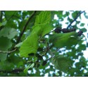 Alnus glutinosa - Aulne glutineux, Verne, Aune