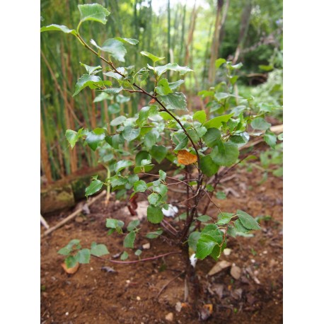 Betula pendula 'Magical Globe'- Bouleau Bonsai