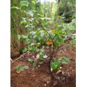 Betula pendula 'Magical Globe'- Bouleau Bonsai