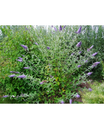 Buddleja 'Bleu de Champagne' - arbuste aux papillons