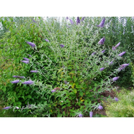 Buddleja 'Bleu de Champagne' - arbuste aux papillons