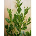 Buxus balearica