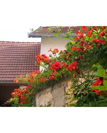 Campsis radicans 'Flamenco'- Jasmin de Virginie