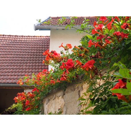 Campsis radicans 'Flamenco'- Jasmin de Virginie