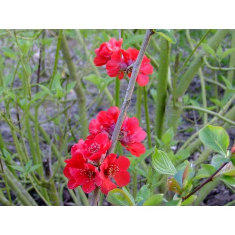 Chaenomeles superba x 'Fascination' - cognassier du Japon