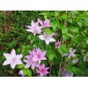 Clematis 'Hagley Hybrid' - Clematite