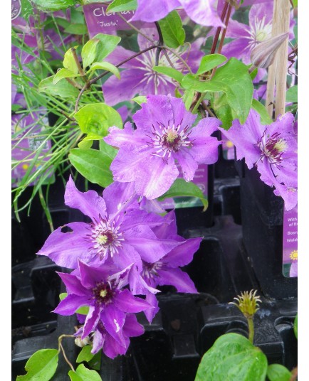 Clematis 'Justa'