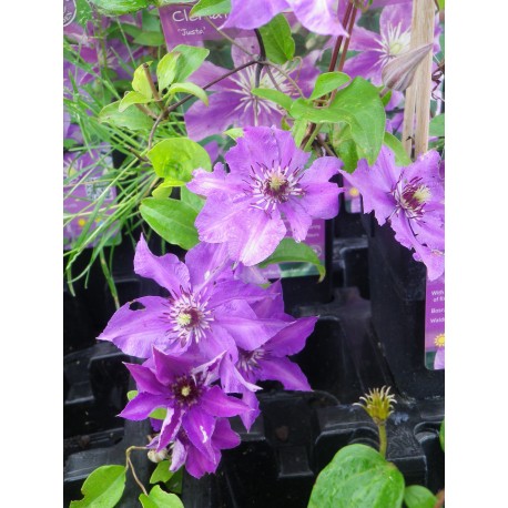 Clematis 'Justa'