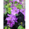 Clematis 'Justa'