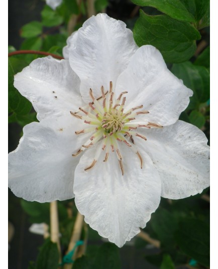 Clematis 'Me Lecoultre' - Clématite