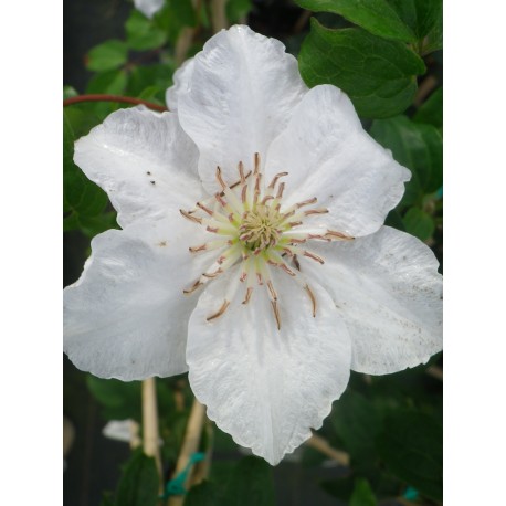 Clematis 'Me Lecoultre' - Clématite