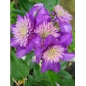 Clematis 'Multi Blue' - Clematite