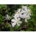 Clematis 'Paul Farges' - Clematite