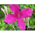 Clematis 'Rouge Cardinal' - Clematite