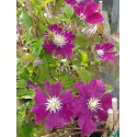 Clematis 'Warszawska Nike'