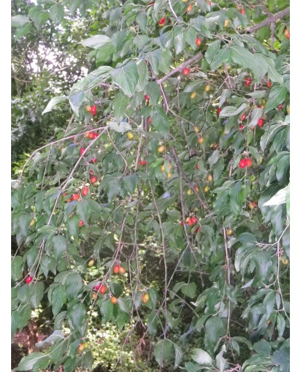 Cornus officinalis