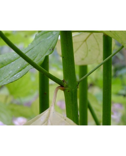 Cornus sanguinea 'Green Light' - Cornouiller sanguin