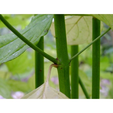 Cornus sanguinea 'Green Light' - Cornouiller sanguin