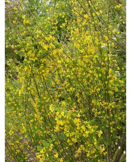 Coronilla emurus - Faux baguenaudier , séné bâtard, coronilles des jardins