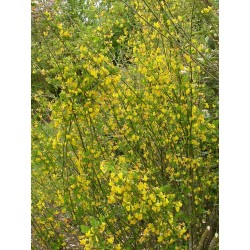 Coronilla emurus - Faux baguenaudier , séné bâtard, coronilles des jardins