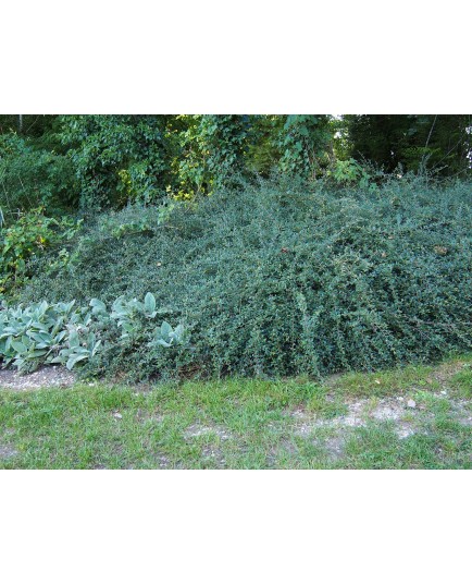 Cotoneaster microphyllus 'Queen of Carpets'