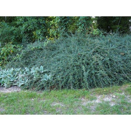 Cotoneaster microphyllus 'Queen of Carpets'