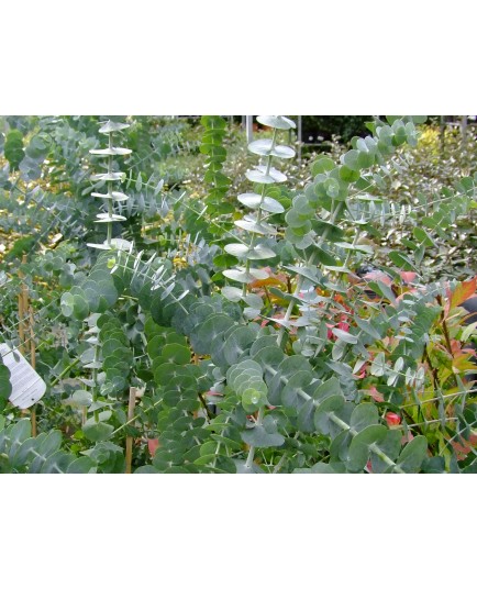 Eucalyptus gunnii 'Azura'®