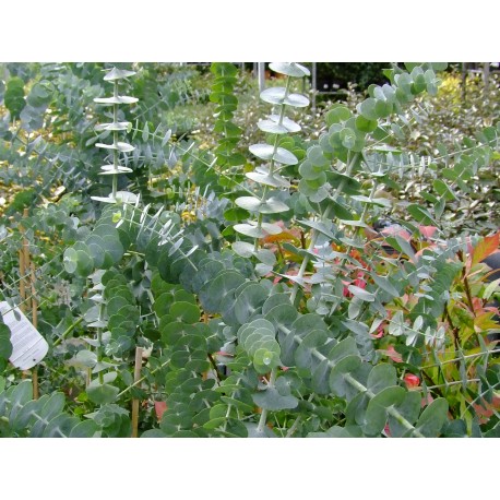 Eucalyptus gunnii 'Azura'®