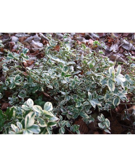 Euonymus fortunei 'Gracilis' - Fusain panaché