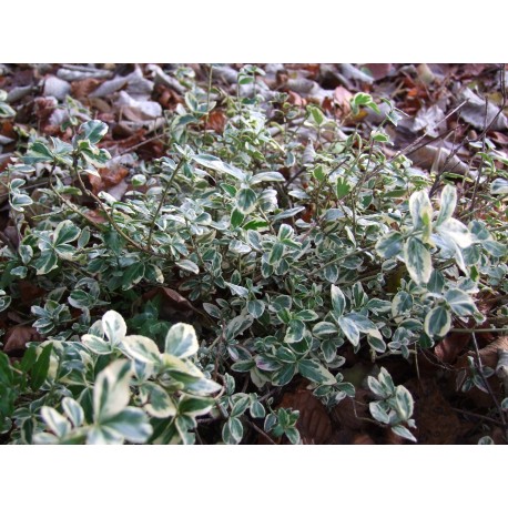 Euonymus fortunei 'Gracilis' - Fusain panaché