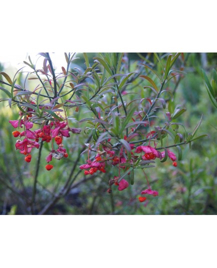 Euonymus nanus var. turkestanicus - Fusain