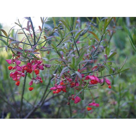 Euonymus nanus var. turkestanicus - Fusain