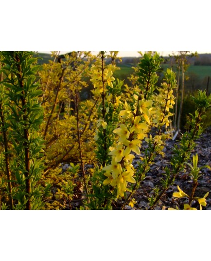 Forsythia intermedia x 'Casque d'Or'®