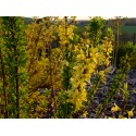 Forsythia intermedia x 'Casque d'Or'®