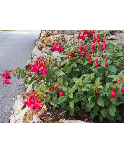 Fuchsia 'Mrs Popple'