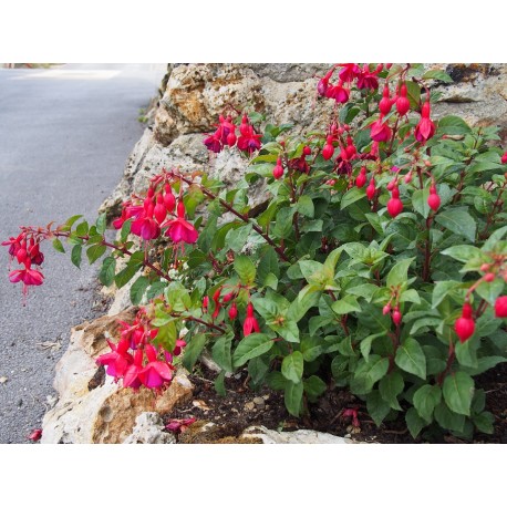 Fuchsia 'Mrs Popple'