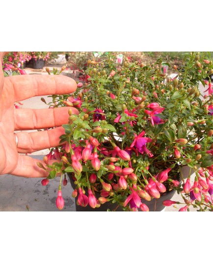 Fuchsia 'Tom Thumb'