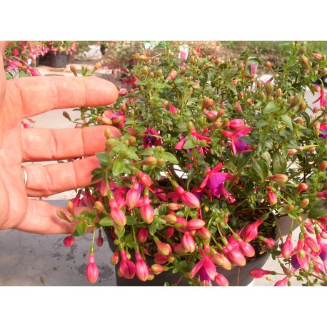 Fuchsia 'Tom Thumb'