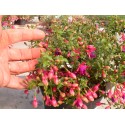 Fuchsia 'Tom Thumb'