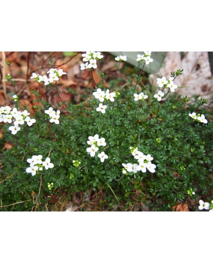 Hornungia alpina subsp auerswaldii - Cresson des chamois