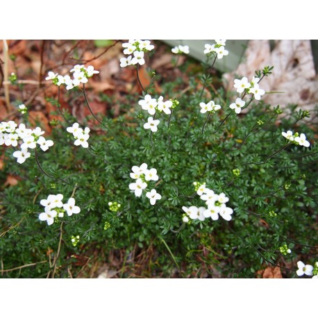 Hornungia alpina subsp auerswaldii - Cresson des chamois